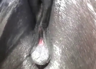 Hot stallion is enjoying a deep anal fuck