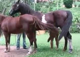 Lustful whore gets fucked by a small horse