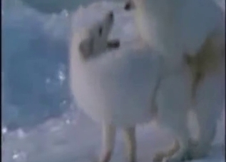 Two beautiful white horses have nice sex