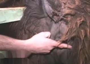 Farmer stimulates tight anus of a pony