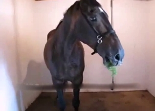 Stallion is sucking my dick at the farm