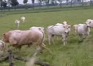 Muscled bull is trying to fuck a hot cow