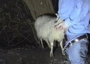 Cute white sheep likes intensive penetration so much