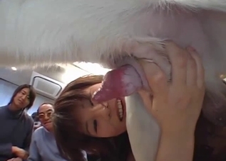 Japanese hottie is swallowing fresh dog sperm on cam
