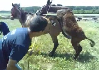 Sweet small pony is trying to fuck the bigger one