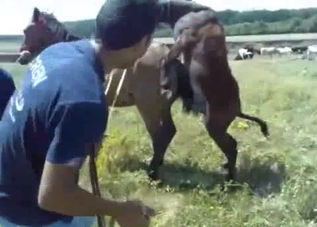 Sweet small pony is trying to fuck the bigger one