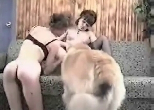 Slut gets banged by a horny dog