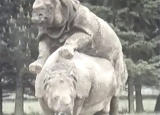 Crazy rhinos having amazing wild sex