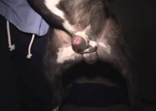 Really horny puppy loves when he has to jizz