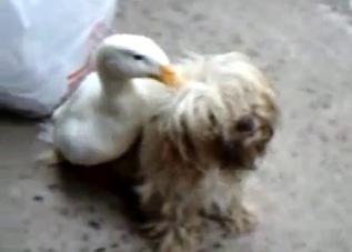 A small duck and a cute doggy are trying to fuck