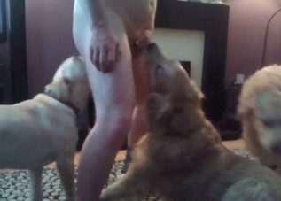 Two aroused dogs sucking a hard dick