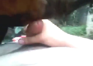 Cowboy dude gets his dick sucked by a dog