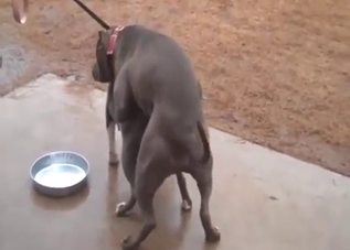 Hot bestiality porn with Pitbulls that fuck hard