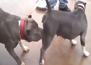 Hot bestiality porn with Pitbulls that fuck hard