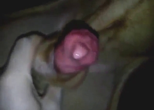 Zoo porn with a hot Hungarian dog jerked off