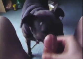 Dude bedded by a dog with doggystyle sex