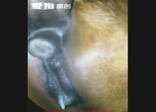 Luxury mare gets fucked from behind by a guy