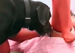 Big hound is in love with this whore wearing stockings