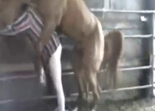 Lovely zoo porn with a sexy animal's HUGE dick