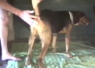 Zoophile dog is going to get fucked by a dude