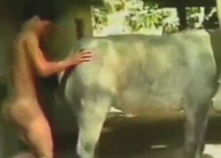 Zealous donkey pussy drilling up close, SO GOOD