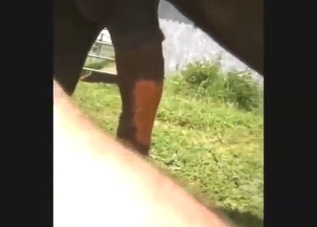 Bestiality porn showing horse that shows its dick