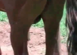 She can't stop jerking this stallion's boner