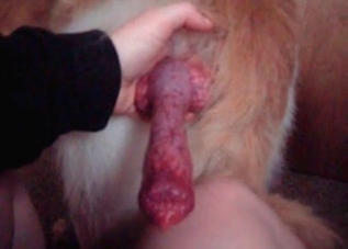 Horny puppy is getting its dick masturbated
