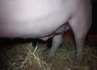 Dirty pig is happy to be fucked so hard